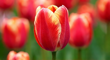 Die 6 häufigsten Fehler bei der Tulpenblüte