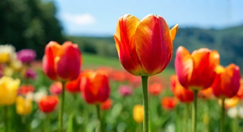 Die historischen Tulpensorten im Hortus Bulborum (6/10)
