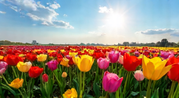 Meine Faszination für die Tulpenblüte in Holland (1/10)